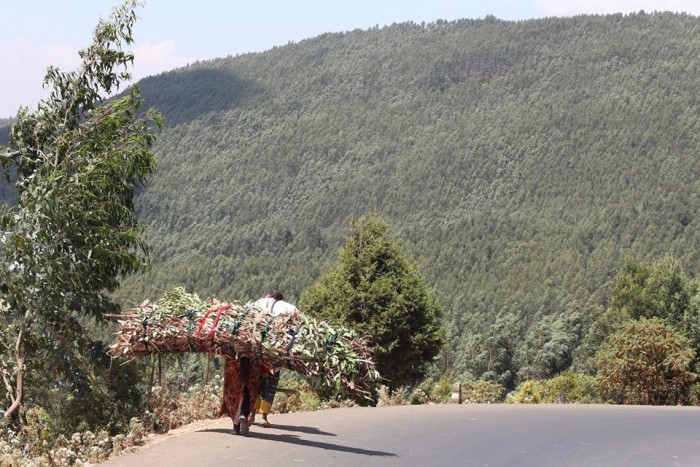 Kebebush walks 10 to 15 kilometres to Mount Entoto to collect wood and leaves