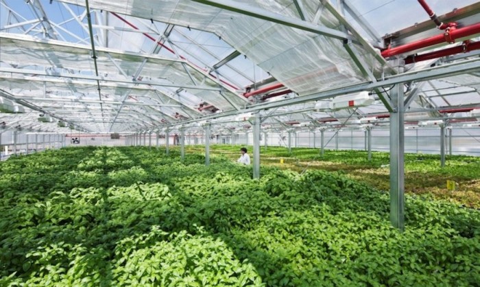 the worlds largest rooftop farm