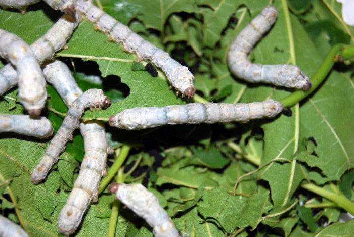 Stock image of silkworms in the wild via wikimedia commons Stock Image of silkworms in the wild