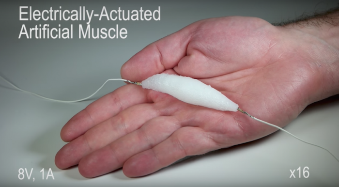 The electrically-actuated artificial muscle created by students from the University of Columbia in New York City