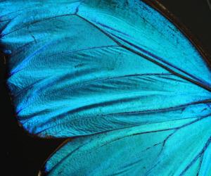 The wing surface of the Morpho butterfly. Courtesy of the Biomimicry Institute. 