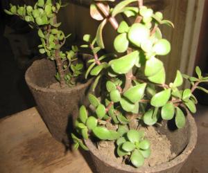 Compots. 