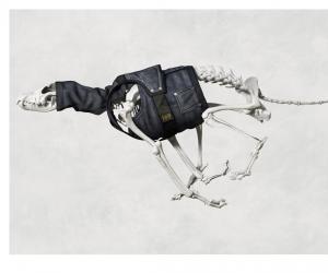 G-Star RAW Skeleton Dog. Image: G-Star RAW. 