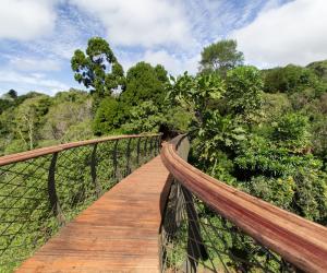 The Boomslang canopy walkway at Kirstenbosch Botanical Garden. Image: Adam Harrower.