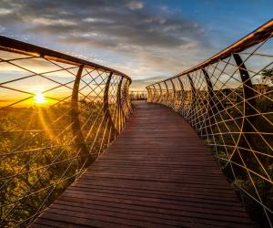 The Boomslang