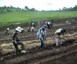 Credit- World Vision Visiting foreign officials participate in Farmer Managed Natural Regeneration (FMNR)