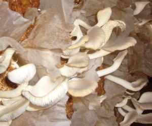 oyster mushroom farming in Ghana