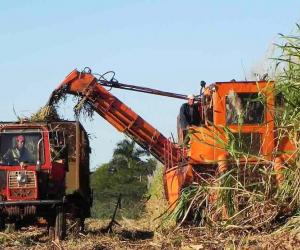 Fibre waste from sugarcane can be used as a biofuel