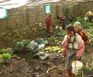 Andean Greenhouses 