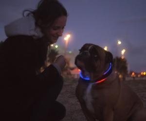 The LED lighting ensures pet safety.