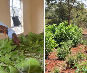 Farmers in Kenya are turning away from maize and looking toward silk farming. It is less susceptible to erratic weather and ensures a steady income. 