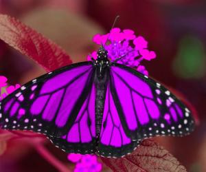 The Butterfly Effect – a walk-through tropical butterfly experience celebrating pollination