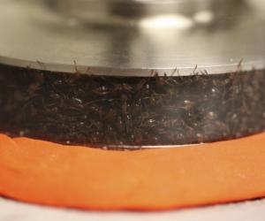 Ants were put in a rheometer to test their solid-like and liquid-like response to pressure. 