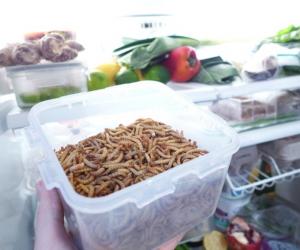 Farming your own mealworms could be a reality with this desktop farm.