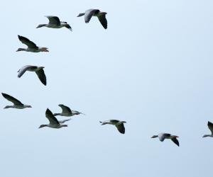 GlasPro's bird friendly glass stops millions of fatal collisions.