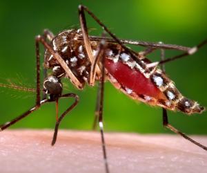 Mosquitos carry a number of infectious diseases.