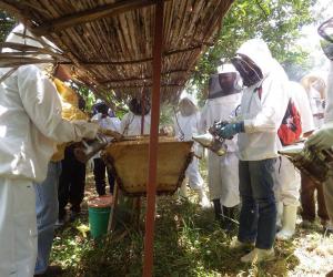 Beekeeping in Uganda