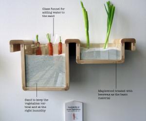 Storing root vegetables vertically preserves their energy. Image: Save Food From The Fridge