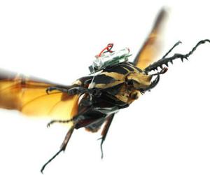 Cyborg beetles