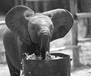 Elephants 