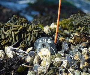 Mussel sensory device