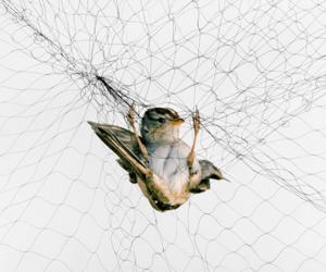 Photographs by Todd Forsgren