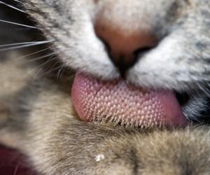 Cat Tongue
