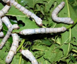 Stock Image of silkworms in the wild 