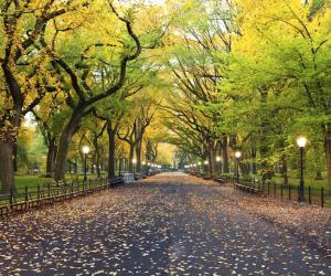 Urban trees as sustainability power tools for better cities