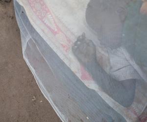 Bed nets treated with insecticide have been effective in fighting malaria in Africa. Shutterstock Mamadou Coulibay, Université des sciences, des techniques et des technologies de Bamako