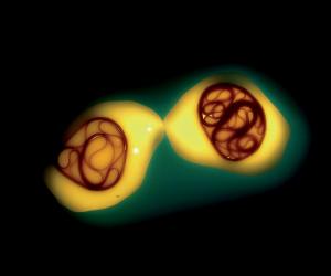 Cellularity by James King.