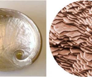 Abalone shell. 