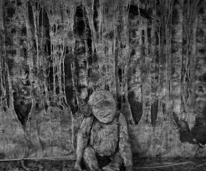 Pathos, 2005. Roger Ballen. 