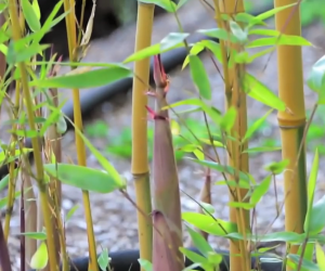 Bamboo Engineering by MIT. 
