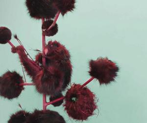 RCA graduate Kathryn Fleming imagines using the endless potential of biology to create future species with unusual characteristics
