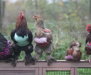 A 25-year-old UK woman has dedicated herself to keeping rescued chickens warm.