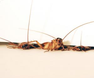 The American cockroach can squeeze through cracks the width of two stacked pennies. (*Photo by Tom Libby, Kaushik Jayaram and Pauline Jennings. (Credit: PolyPEDAL Lab UC, Berkeley)