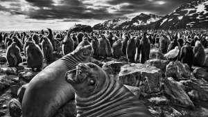 Genesis © Sebastião SALGADO / Amazonas images