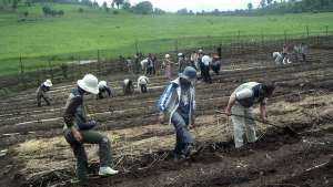 Credit- World Vision Visiting foreign officials participate in Farmer Managed Natural Regeneration (FMNR)