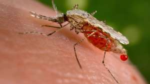 Malaria is a mosquito-borne infectious disease - Image courtesy of Wikipedia 