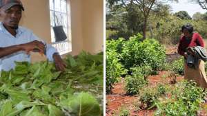 Farmers in Kenya are turning away from maize and looking toward silk farming. It is less susceptible to erratic weather and ensures a steady income. 