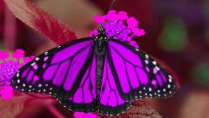 The Butterfly Effect – a walk-through tropical butterfly experience celebrating pollination