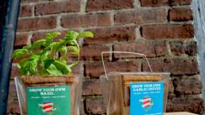 Takeout container turned mini-greenhouse makes growing food easy.