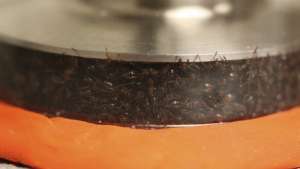 Ants were put in a rheometer to test their solid-like and liquid-like response to pressure. 