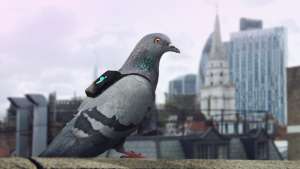 Pigeon Air Patrol