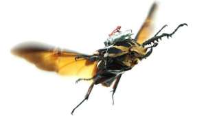 Cyborg beetles