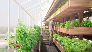 4 Innovative ways to locally grow food  