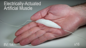 The electrically-actuated artificial muscle created by students from the University of Columbia in New York City