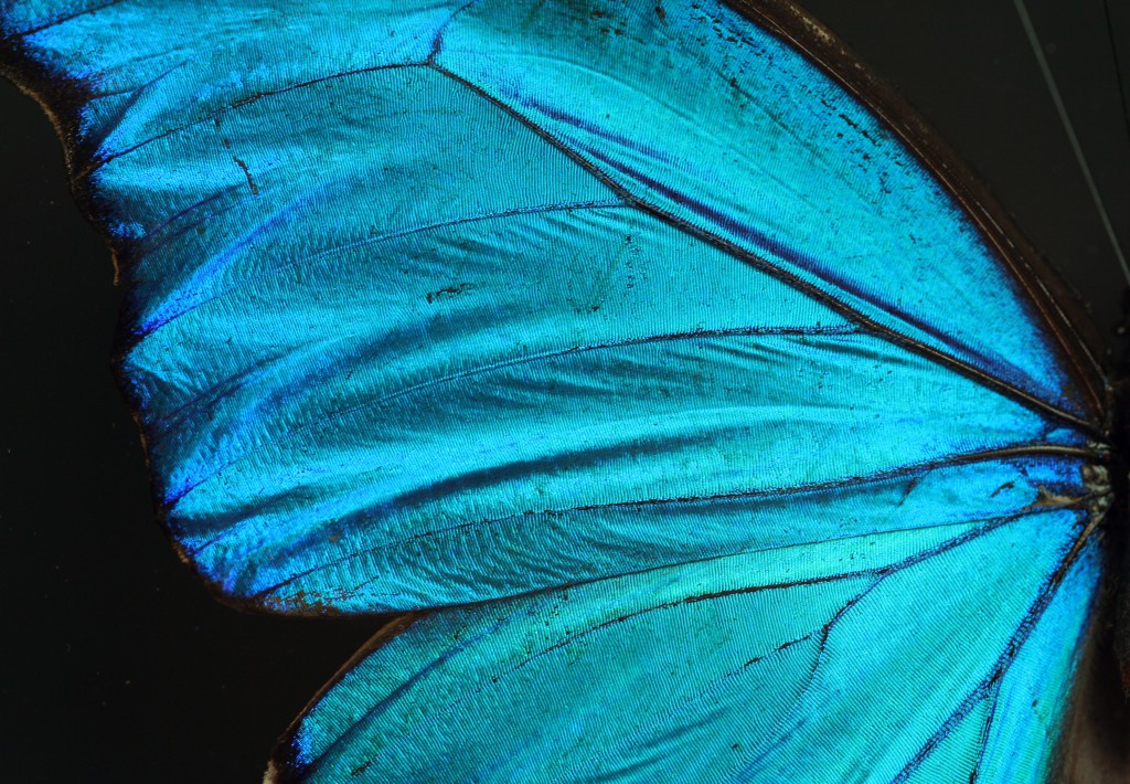 Лепесток крыло бабочки. Крылья бабочки. Голубые Крылья бабочки. Крылья синей бабочки. Крыло бабочки Морфо.