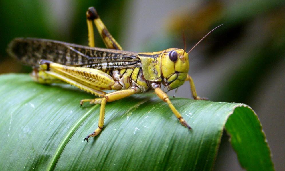 Turning famine into feasts: Insects as the livestock of ...